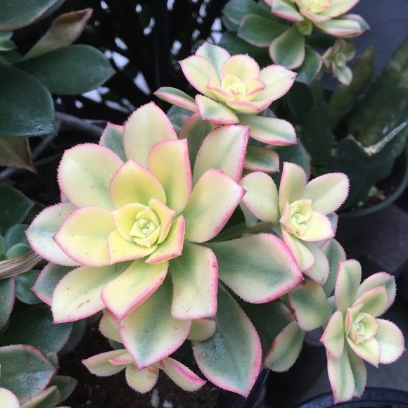 Other - Kiwi Succulents Plant 🪴